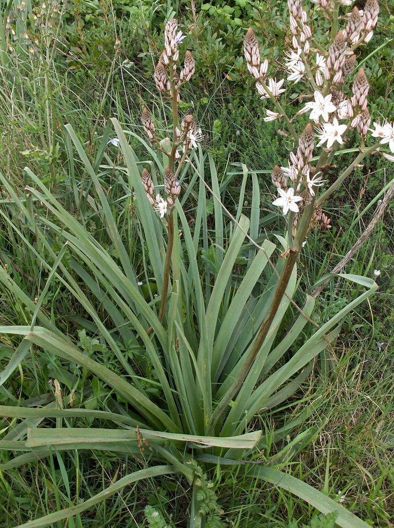 Asphodelus ramosus / Asfodelo ramoso